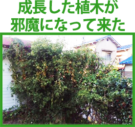 成長した植木が邪魔になって来た